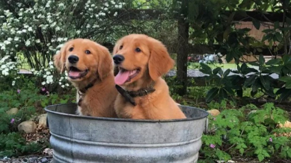 Illustration : 17 chiens adorables qui ont élu domicile dans un seau