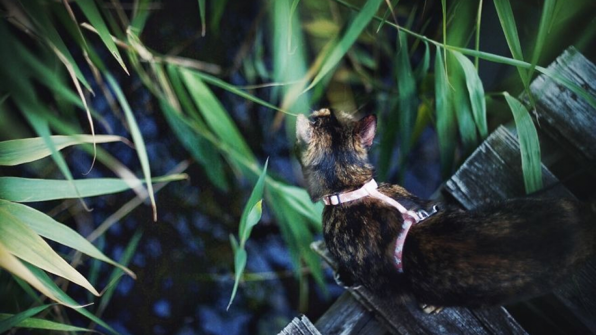 Illustration : "20 photos magnifiques d'un chat flânant dans la nature"