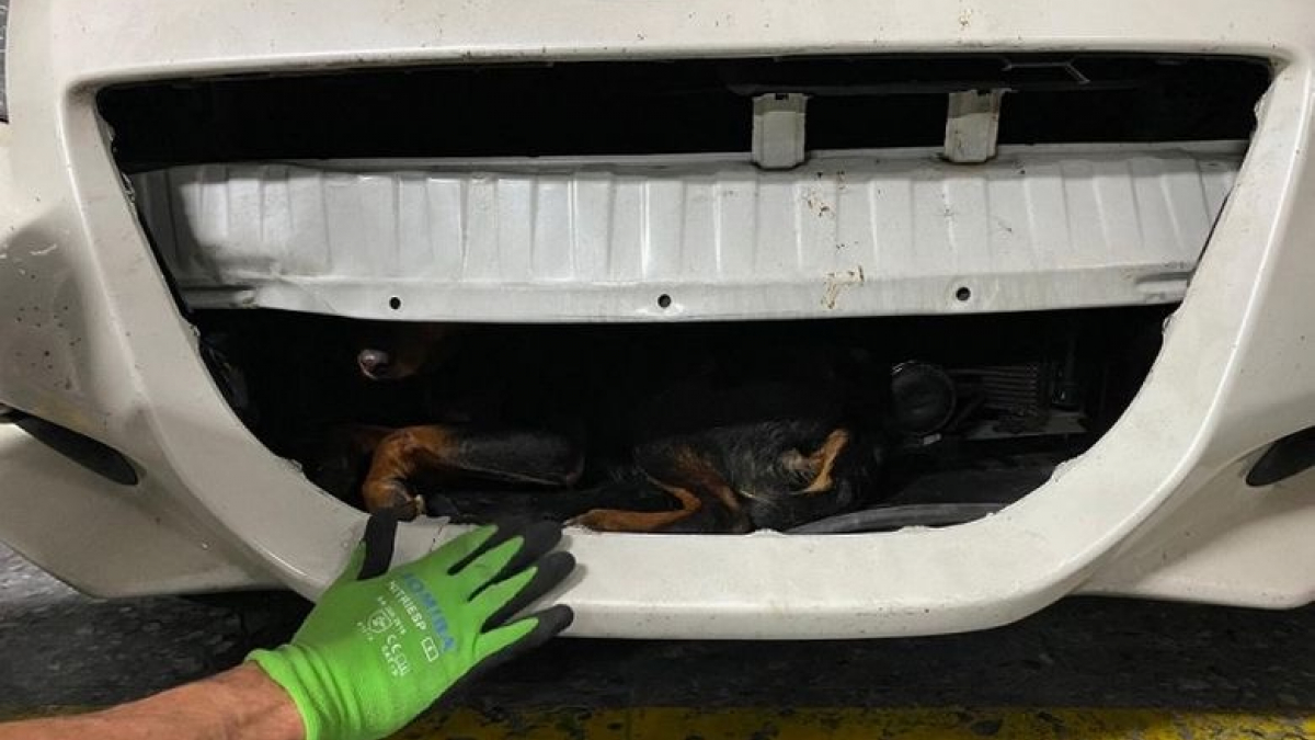 Illustration : "Gravement blessé à la suite d'un accident, un chien est resté coincé dans une voiture pendant plusieurs jours"