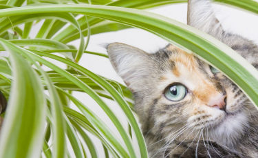 Illustration : "Qu'est-ce que la phytothérapie pour chat ?"