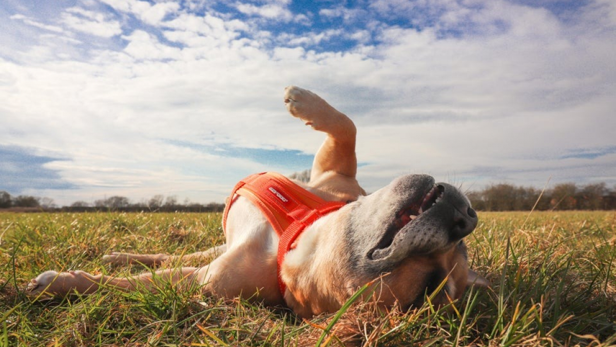 Illustration : "14 photos de chiens mignons qui cherchent à attirer votre attention"