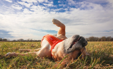 Illustration : "14 photos de chiens mignons qui cherchent à attirer votre attention"