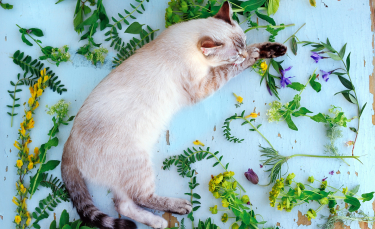 Illustration : "Dans quels cas utiliser la phytothérapie pour son chat ?"