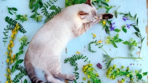 Illustration : Dans quels cas utiliser la phytothérapie pour son chat ?