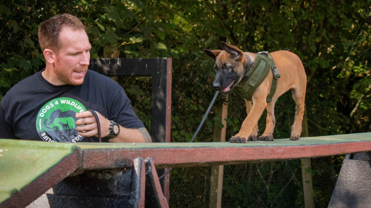 Illustration : "Shinga, une chienne courageuse formée pour lutter contre le braconnage"