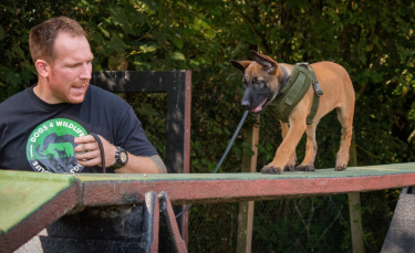 Illustration : "Shinga, une chienne courageuse formée pour lutter contre le braconnage"