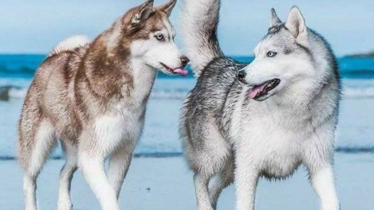 Illustration : "14 couples de Huskies filant le parfait amour"
