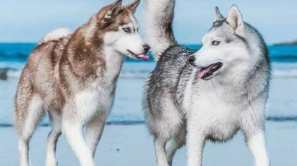 Illustration : 14 couples de Huskies filant le parfait amour