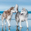 Illustration : 14 couples de Huskies filant le parfait amour