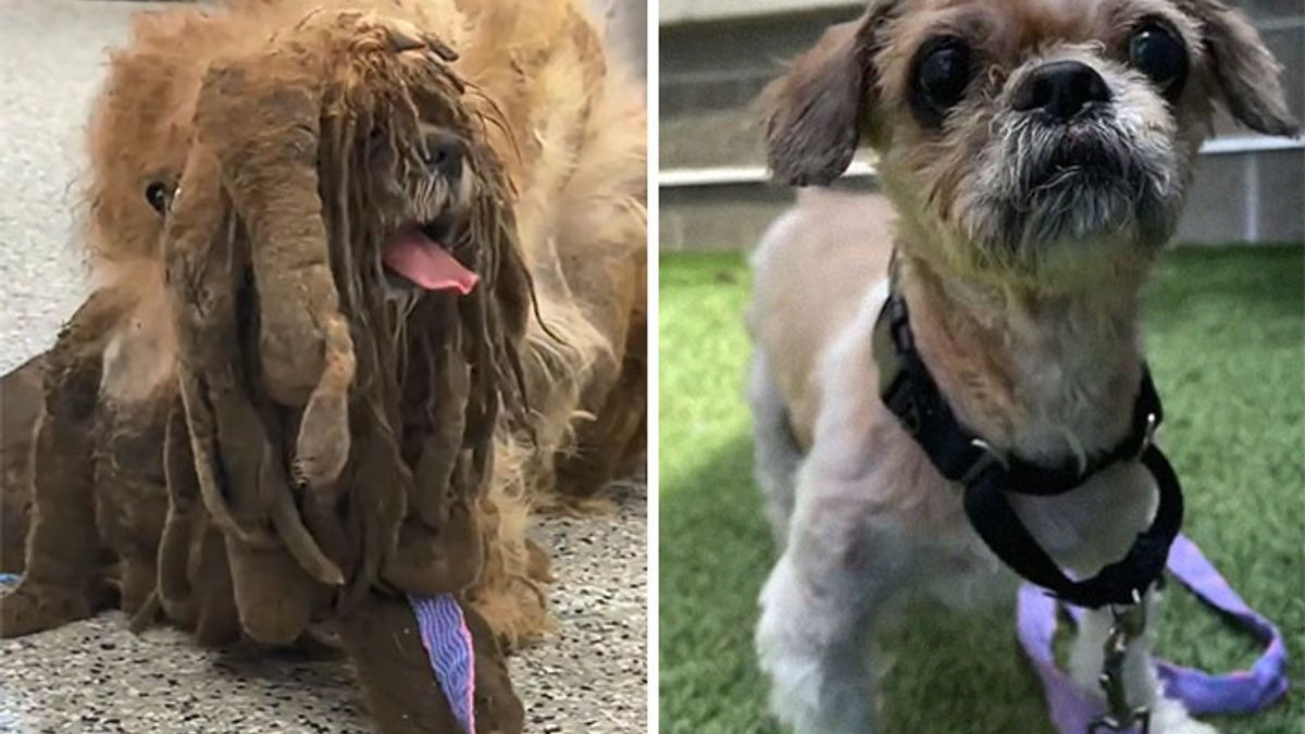 Illustration : "18 photos illustrant l'étonnante transformation d'un chien errant à la fourrure emmêlée"