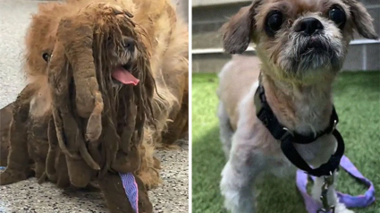 Illustration : 18 photos illustrant l'étonnante transformation d'un chien errant à la fourrure emmêlée