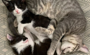 Illustration : "Un chat en mauvaise santé secouru par une association, prend sous son aile les nouveaux rescapés"