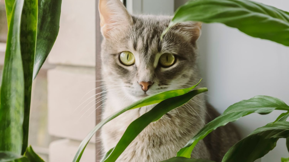 Illustration : "Les bienfaits de la phytothérapie pour chat"