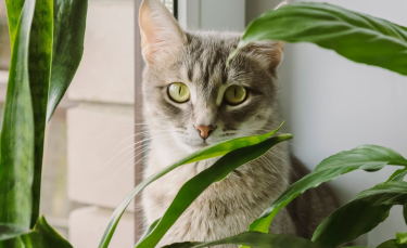 Illustration : "Les bienfaits de la phytothérapie pour chat"