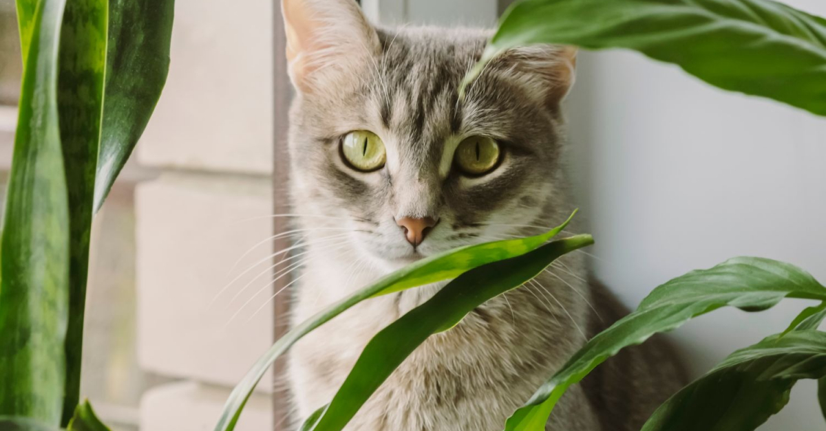 La Valériane, une plante pour votre chat
