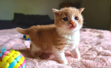 Illustration : "Un minuscule chaton abandonné, sourd et mal en point trouve du réconfort auprès d'un couple bienveillant"