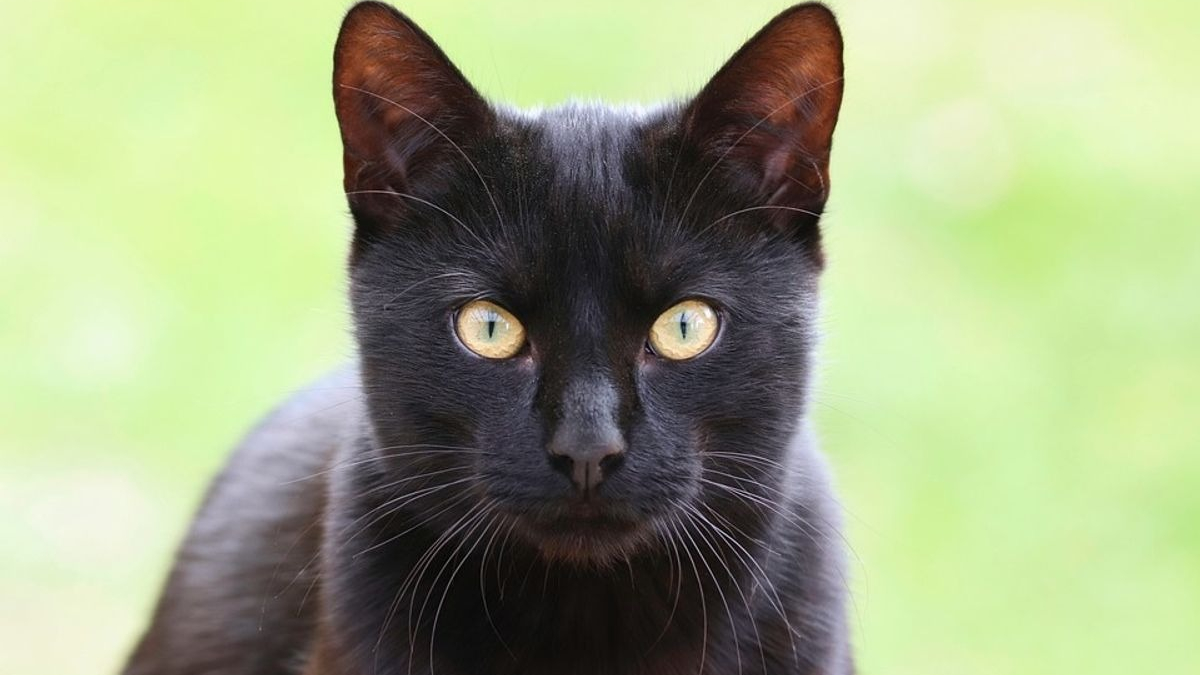 Illustration : "Une habitante découvre un chat enfermé dans une voiture garée sous le soleil. Inquiète, elle provoque une enquête hors du commun !"