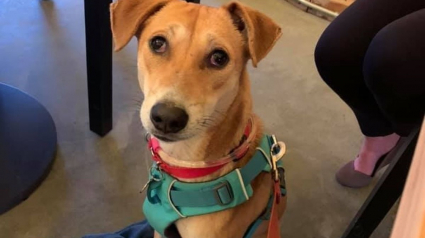 Illustration : Les péripéties d'un chien qui s'est perdu dans les rues de New York pendant une semaine (vidéo)