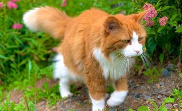 Illustration : "20 photos de chats seniors qui ont beaucoup d'amour à donner"