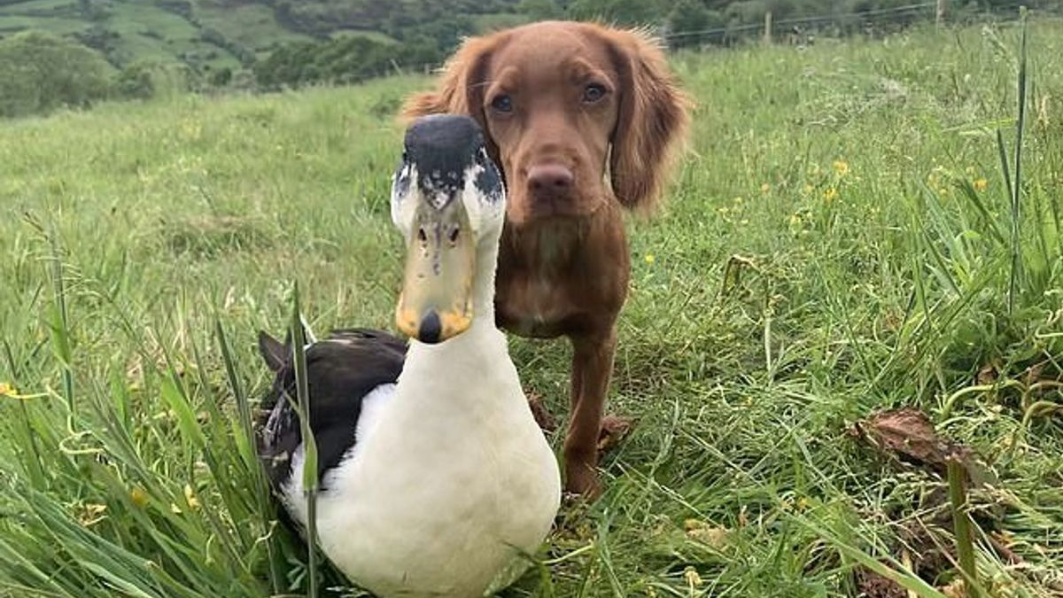 Illustration : "L'adorable vidéo d'une chienne et d'un canard devenus les meilleurs amis du monde"
