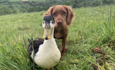 Illustration : "L'adorable vidéo d'une chienne et d'un canard devenus les meilleurs amis du monde"