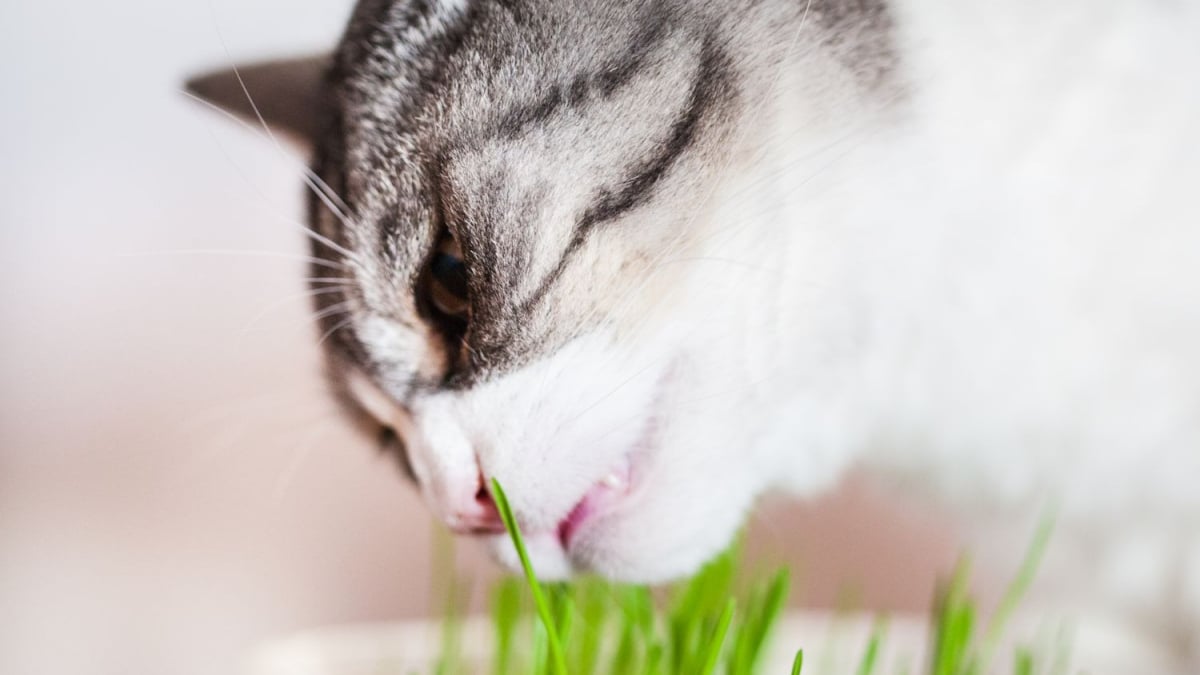 Illustration : "La phytothérapie pour améliorer la digestion du chat"