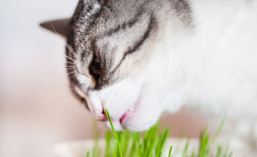 Illustration : "La phytothérapie pour améliorer la digestion du chat"