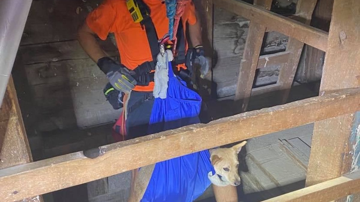 Illustration : "L'épreuve effrayante d'une chienne tombée dans un puits de mine de plus de 30 mètres"