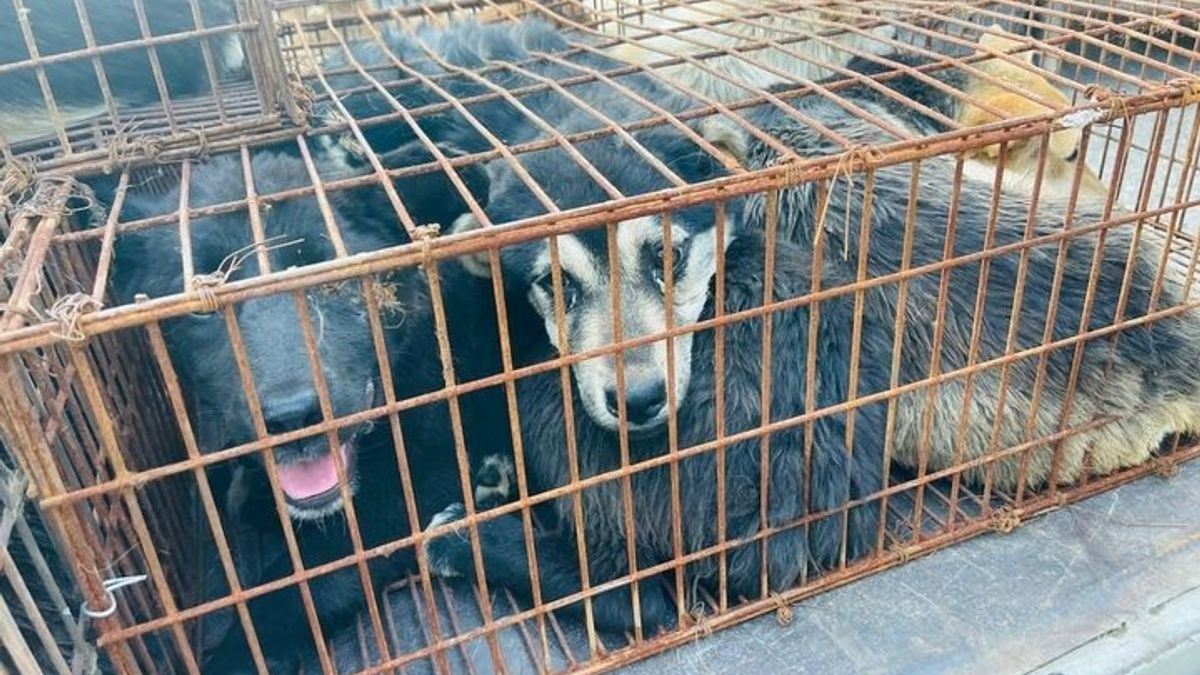 Illustration : "68 chiens sauvés du très controversé festival de Yulin en Chine"
