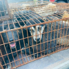 Illustration : 68 chiens sauvés du très controversé festival de Yulin en Chine