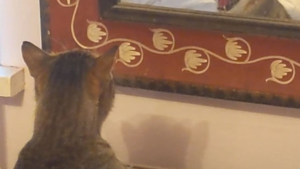 Illustration : "Une femme amusée filme son chat grognant contre son reflet dans le miroir (vidéo)"