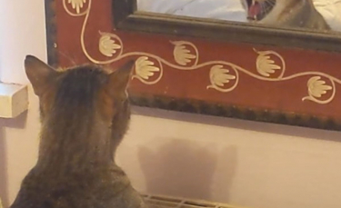 Illustration : "Une femme amusée filme son chat grognant contre son reflet dans le miroir (vidéo)"