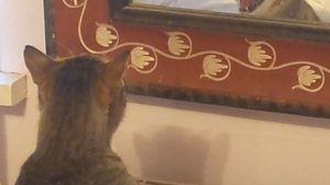 Illustration : Une femme amusée filme son chat grognant contre son reflet dans le miroir (vidéo)