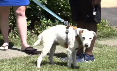 Illustration : "Des habitants se mobilisent pour retrouver le chien d'un couple disparu depuis des heures"
