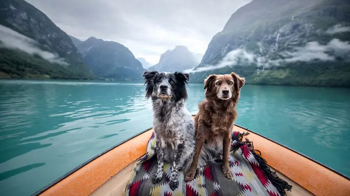 Illustration : "11 photos de chiens prises dans les plus beaux endroits du monde"