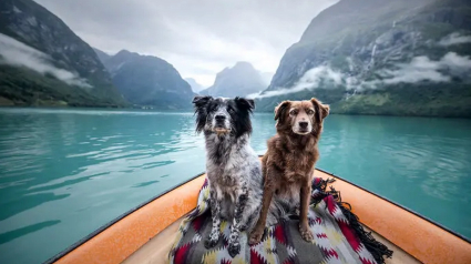 Illustration : 11 photos de chiens prises dans les plus beaux endroits du monde