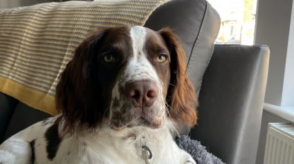 Illustration : Un chien en danger après avoir accidentellement avalé une aiguille et du fil