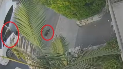Illustration : Une livreuse Uber Eats filmée et accusée d'avoir volé un chat qu'elle croyait "errant" prétend l'avoir donné à un refuge !