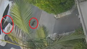 Illustration : Une livreuse Uber Eats filmée et accusée d'avoir volé un chat qu'elle croyait "errant" prétend l'avoir donné à un refuge !