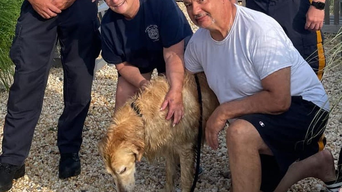 Illustration : "Un Golden Retriever porté disparu depuis 2 semaines, retrouvé en train de nager au large"