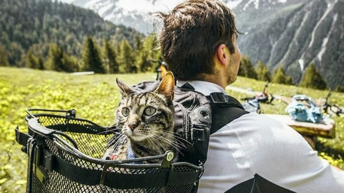 Illustration : "10 photos illustrant la vie palpitante d'un chat aventurier"