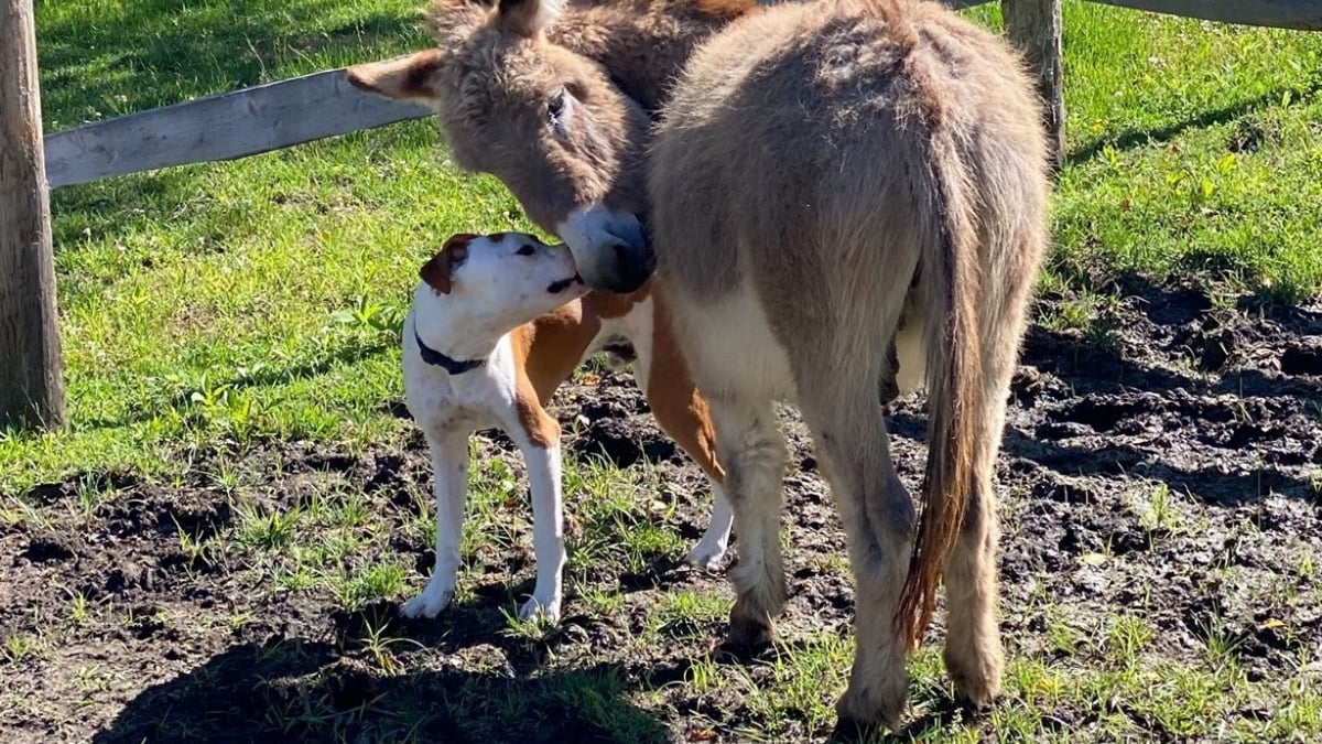 Illustration : "Un Pitbull se lie d'amitié avec un âne