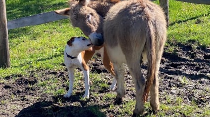 Illustration : Un Pitbull se lie d'amitié avec un âne "antisocial" (vidéo)
