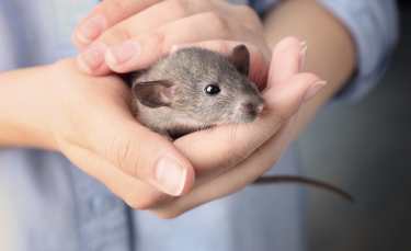 Illustration : "Comment jouer avec un rat ?"
