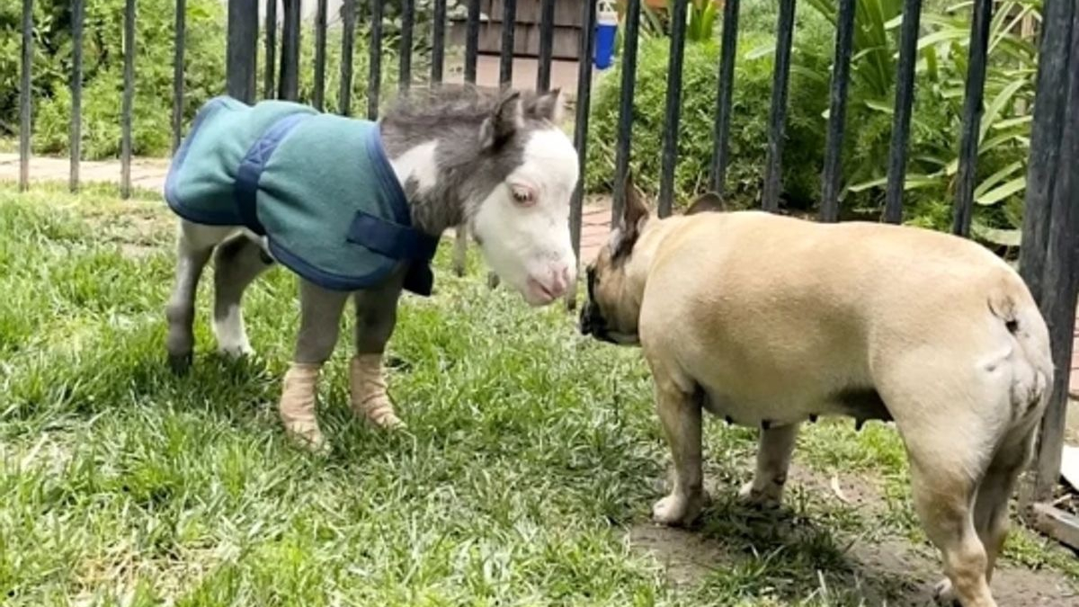 Illustration : "Rejeté par sa mère, ce cheval anormalement petit trouve du réconfort auprès de 3 chiens"