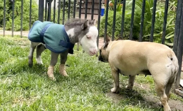 Illustration : "Rejeté par sa mère, ce cheval anormalement petit trouve du réconfort auprès de 3 chiens"