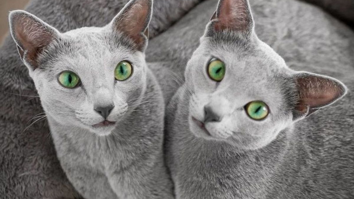 Illustration : "12 photos de chattes aux yeux d'une beauté renversante"