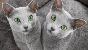 Illustration : 12 photos de chattes aux yeux d'une beauté renversante
