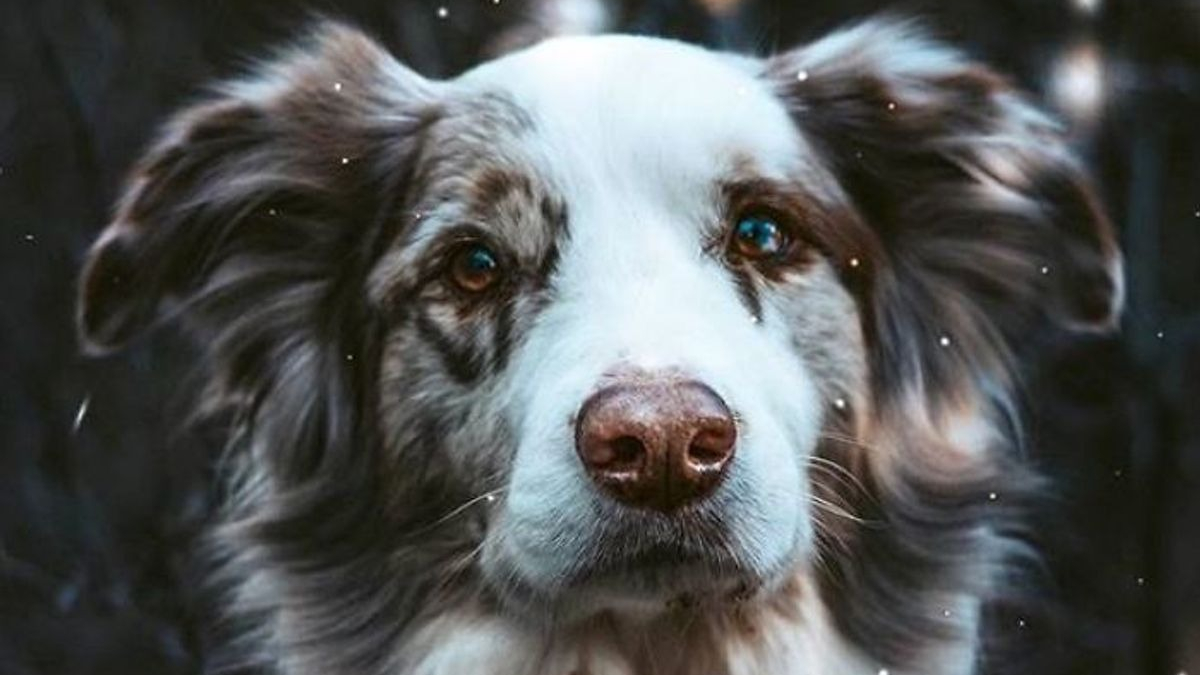 Illustration : "20 magnifiques photos de chiens prises à la montagne"