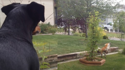 Illustration : Un chien mécontent observe avec impuissance un renard jouer avec sa balle (vidéo)